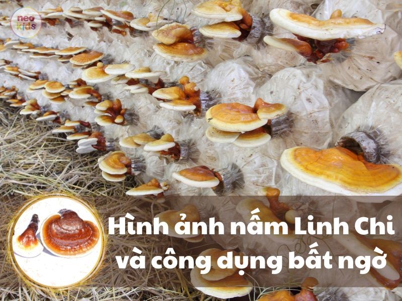 Bật mí hình ảnh nấm linh chi tự nhiên và công dụng bất ngờ